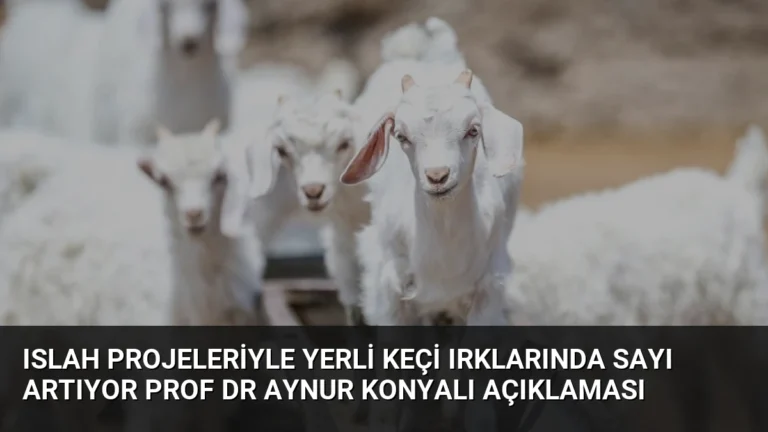 Islah Projeleriyle Yerli Keçi Irklarında Sayı Artıyor Prof Dr Aynur Konyalı Açıklaması