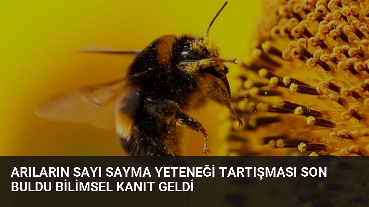 Arıların Sayı Sayma Yeteneği Tartışması Son Buldu Bilimsel Kanıt Geldi