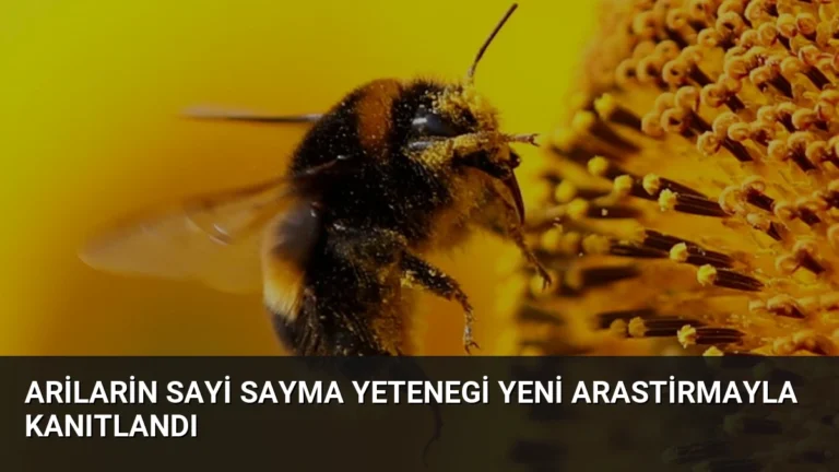 Arilarin Sayi Sayma Yetenegi Yeni Arastirmayla Kanıtlandı