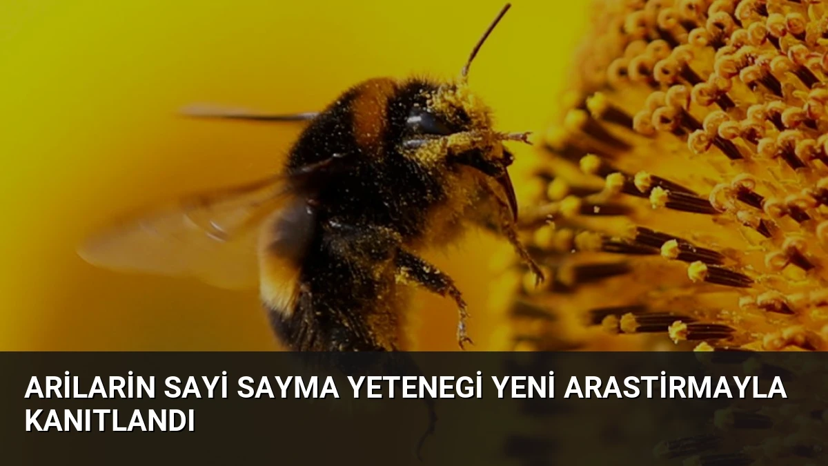 Arilarin Sayi Sayma Yetenegi Yeni Arastirmayla Kanıtlandı
