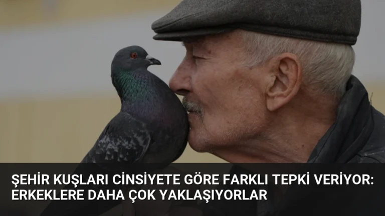 Şehir Kuşları Cinsiyete Göre Farklı Tepki Veriyor: Erkeklere Daha Çok Yaklaşıyorlar