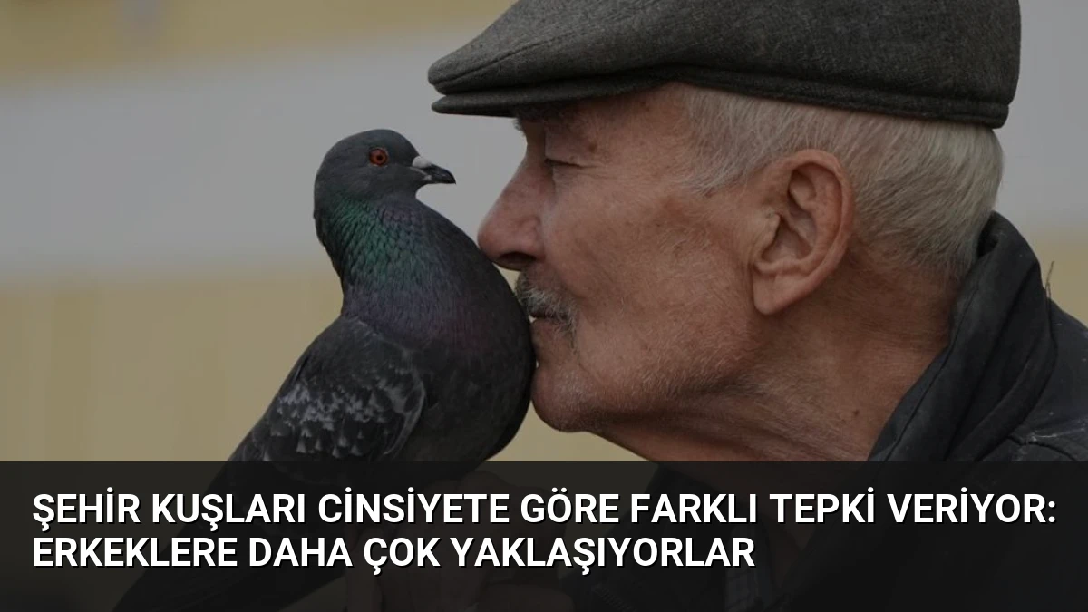 Şehir Kuşları Cinsiyete Göre Farklı Tepki Veriyor: Erkeklere Daha Çok Yaklaşıyorlar