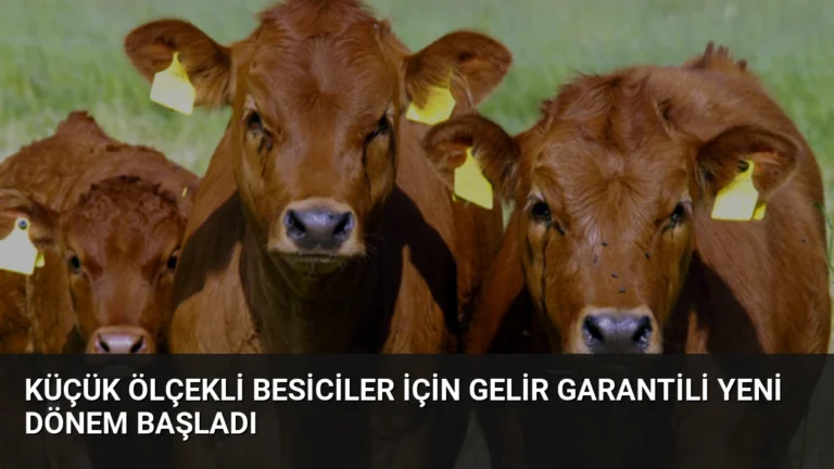 Küçük Ölçekli Besiciler İçin Gelir Garantili Yeni Dönem Başladı