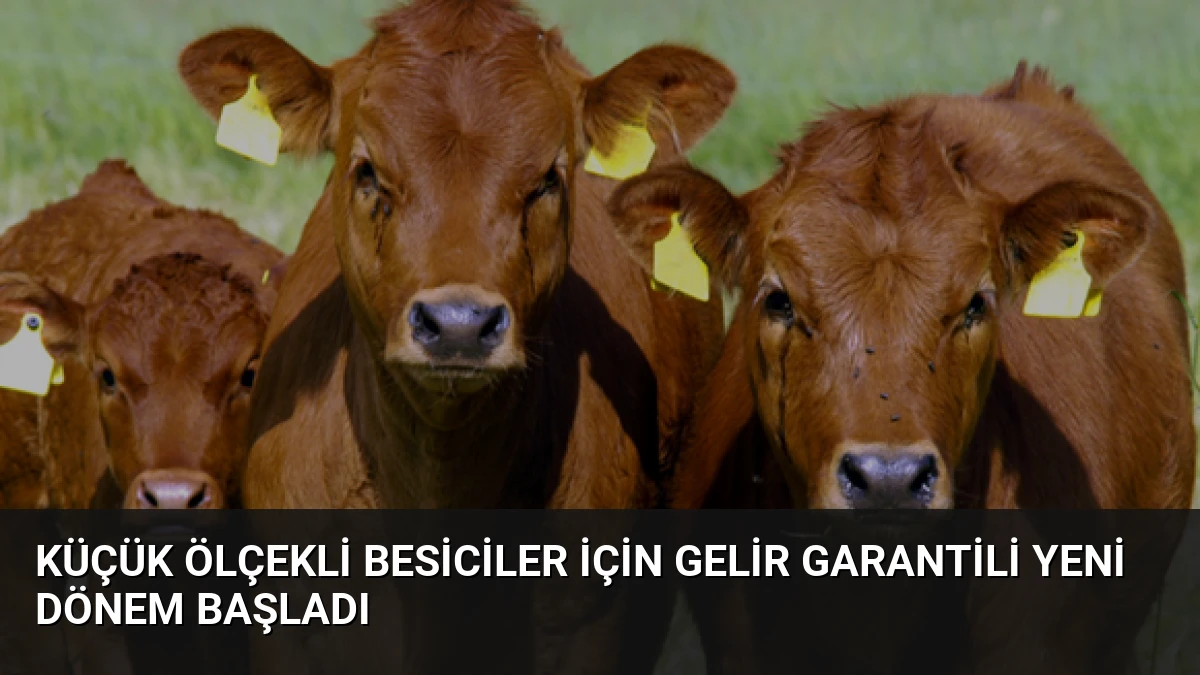Küçük Ölçekli Besiciler İçin Gelir Garantili Yeni Dönem Başladı