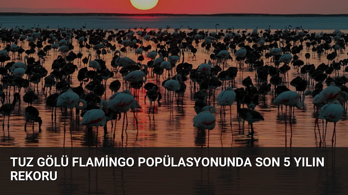 Tuz Gölü Flamingo Popülasyonunda Son 5 Yılın Rekoru