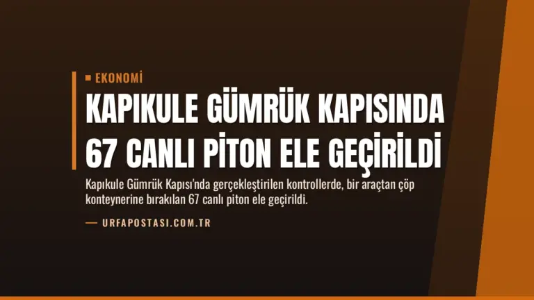 Kapıkule Gümrük Kapısında 67 Canlı Piton Ele Geçirildi