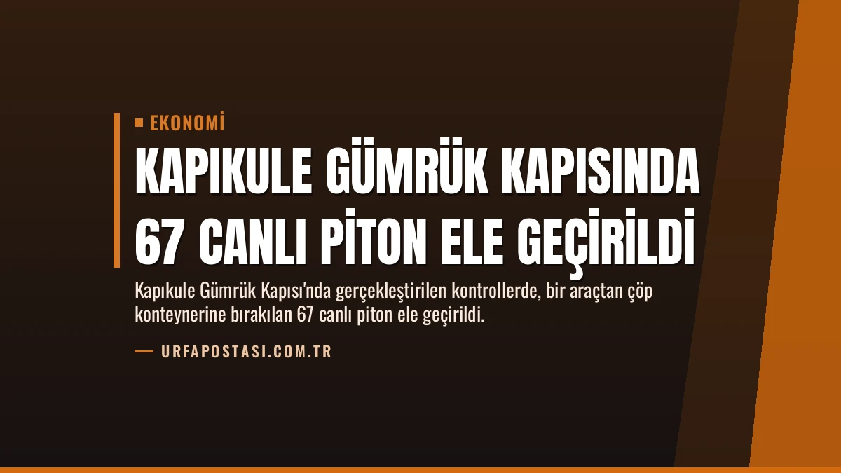 Kapıkule Gümrük Kapısında 67 Canlı Piton Ele Geçirildi
